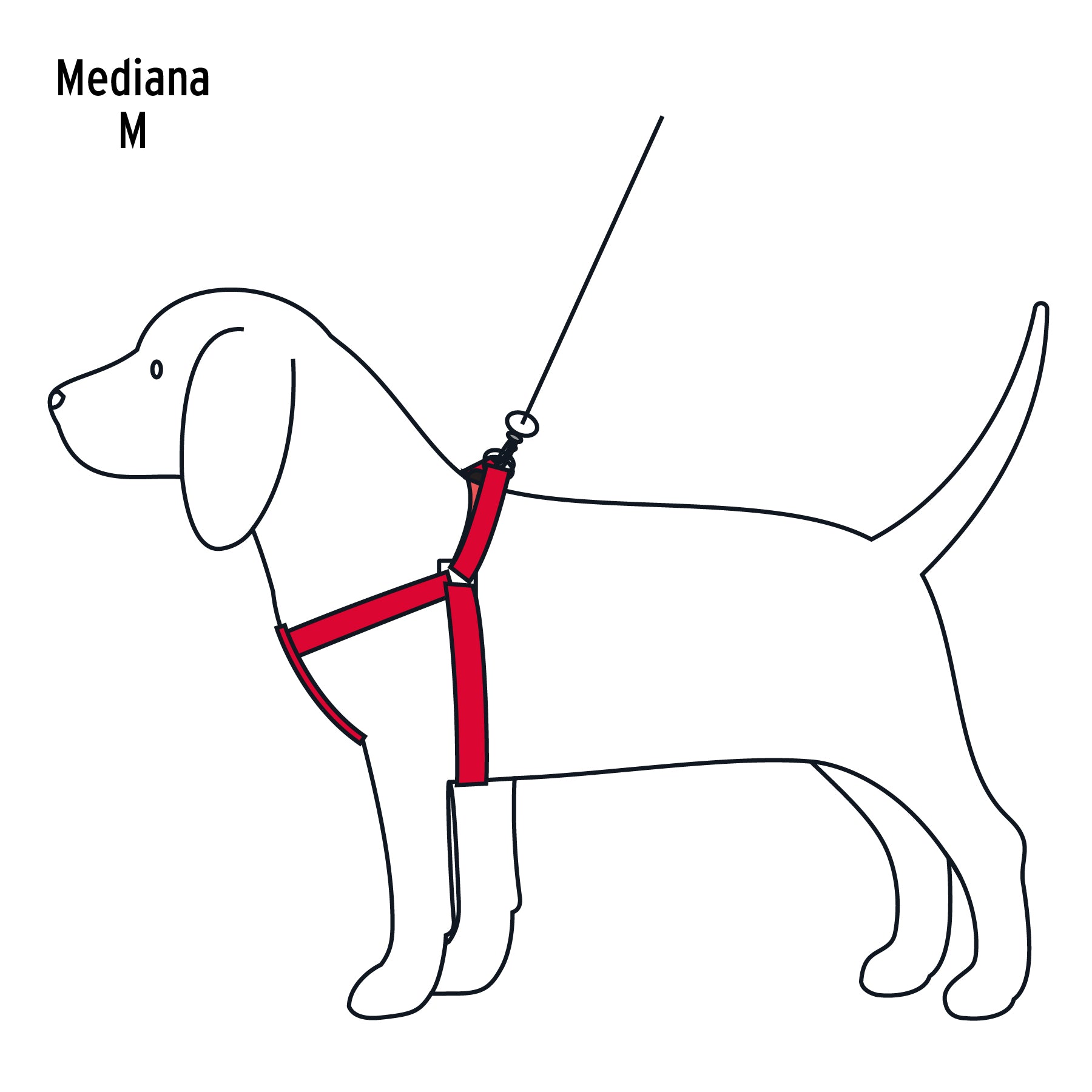 Correa con pechera para perro, 1.5 cm ancho, FIERO